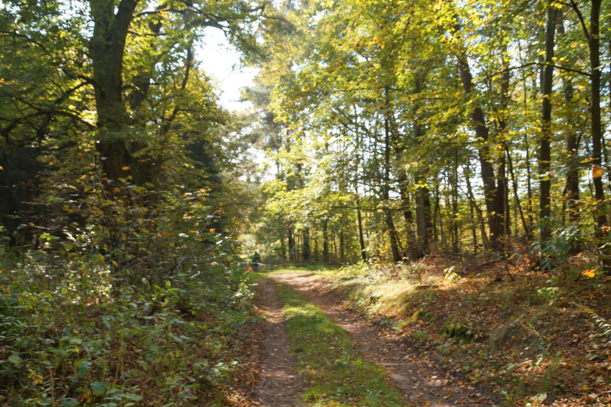 Las za Jeziorem Gapa