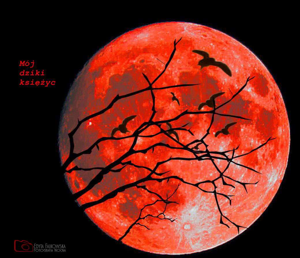 Mój "Dziki Księżyc"